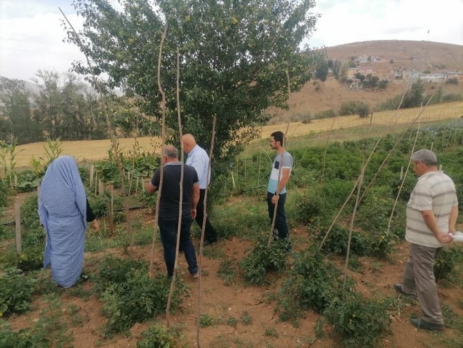 Başkan Pekmezci, Üretim Bahçelerinde İncelemelerde Bulundu