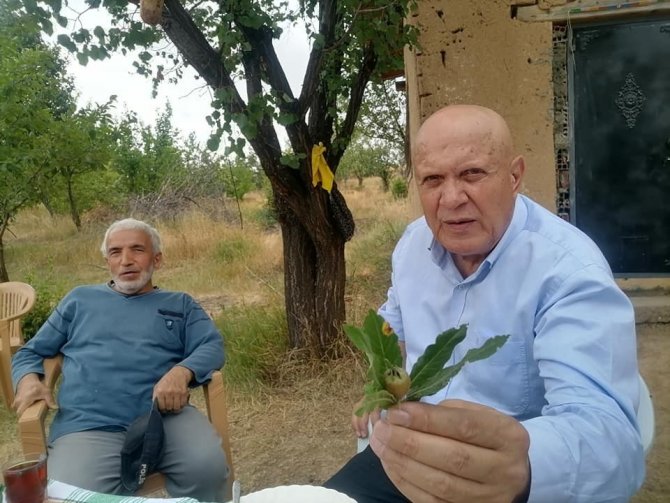 Başkan Pekmezci, Üretim Bahçelerinde İncelemelerde Bulundu