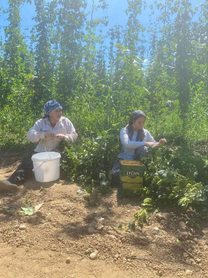 Türkiye’de Sadece Bilecik’te Yetişiyor