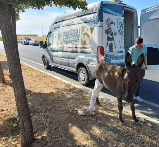 Batman Belediyesi Bacağı Kırılan Eşek İçin Seferber Oldu