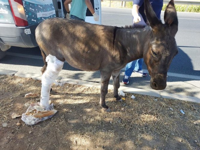 Batman Belediyesi Bacağı Kırılan Eşek İçin Seferber Oldu