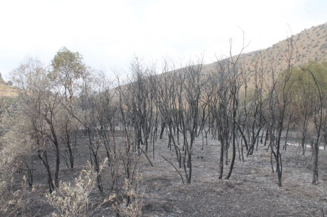 Bayburt’ta Örtü Yangınında 100 Dekara Yakın Alan Zarar Gördü