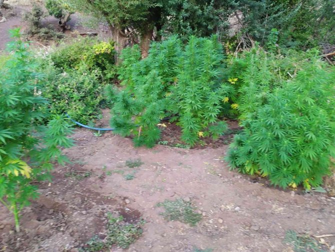 Bingöl’de 92 Bin Kök Kenevir Bitkisi Ele Geçirildi