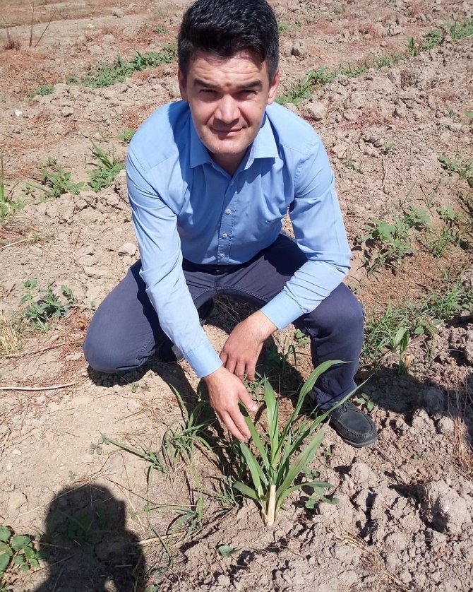 Hayvancılığın Kurtuluşu Olarak Görülen ‘Maralfalfa’ Elbistan’da İlk Kez Ekildi