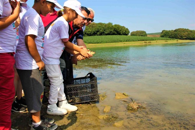 Bolu’da Yetiştirilen Sazanlar Sakarya’da Suyla Buluşturuldu