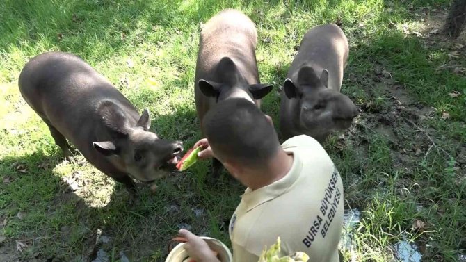 Sıcaktan Bunalan Hayvanların Buzlu Meyve Keyfi