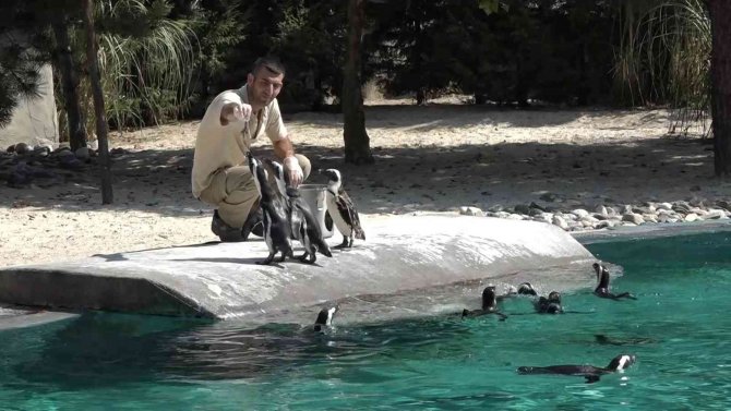 Sıcaktan Bunalan Hayvanların Buzlu Meyve Keyfi