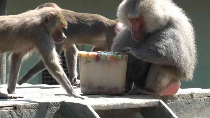 Sıcaktan Bunalan Hayvanların Buzlu Meyve Keyfi