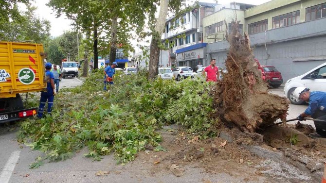Bursa’da 70 Yıllık Tarihi Çınar Kamyonun Çarpmasıyla Devrildi