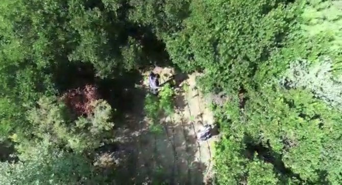Ormana Uyuşturucu Diktiler, Dron İle Yapılan Operasyonda Yakalandılar