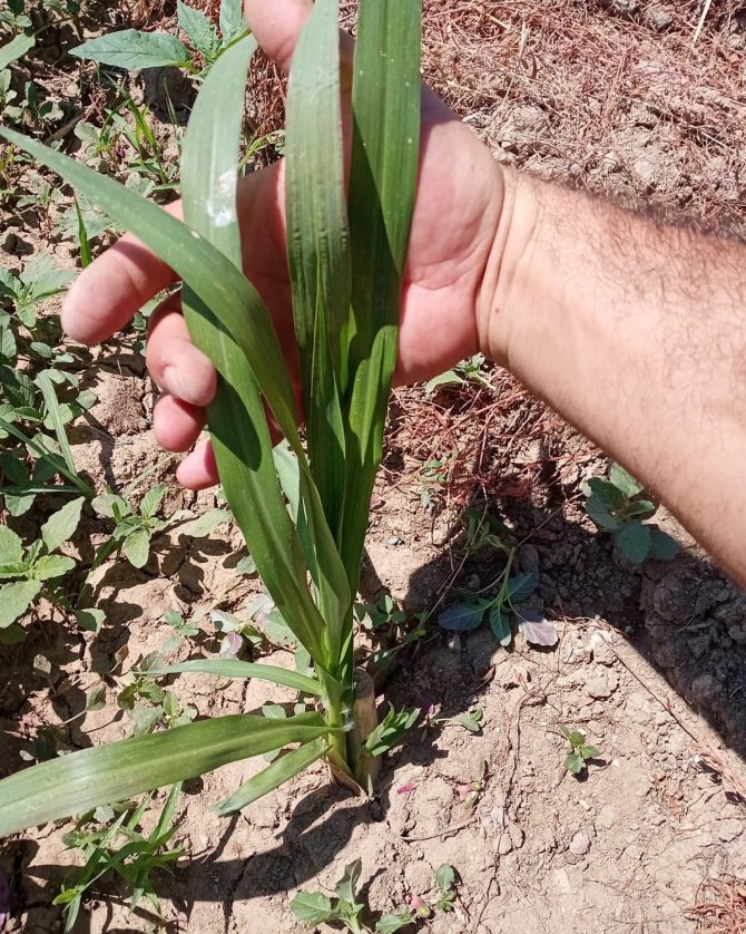 Hayvancılığın Kurtuluşu Olarak Görülen ‘Maralfalfa’ Elbistan’da İlk Kez Ekildi