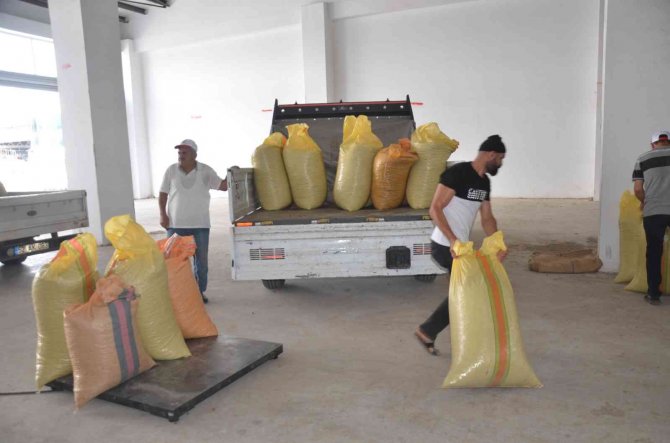 Tmo Ordu’da Fındık Alımına Başladı: 54 Randıman Fındık 55 Liradan Alındı