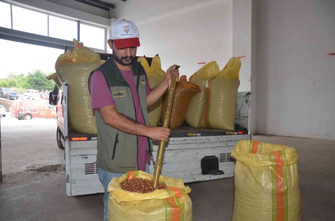 Tmo Ordu’da Fındık Alımına Başladı: 54 Randıman Fındık 55 Liradan Alındı