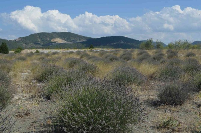 Eski Linyit Sahaları Lavanta Kokacak