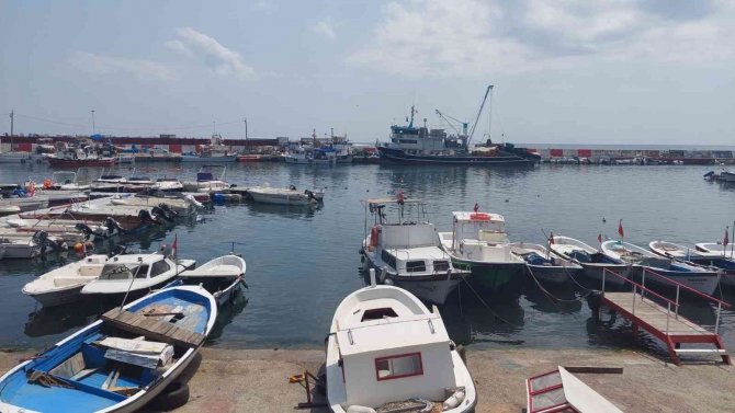 Eylül’e Sayılı Günle Kaldı: Palamut Bolluğu Bekleniyor