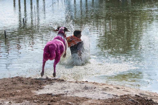 8 Asırlık Geleneğe Şap Engeli