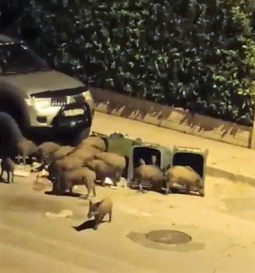 Aç Kalan Domuzlar Kent Merkezindeki Çöpleri Talan Etti