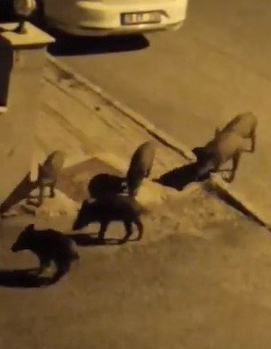 Aç Kalan Domuzlar Kent Merkezindeki Çöpleri Talan Etti