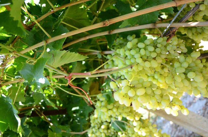 Salkım Güvesiyle Mücadele Tarla Gününde Anlatıldı