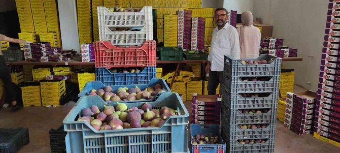 Dünyaca Ünlü Kraliçe İ̇nciri’nde Aracı Oyunu