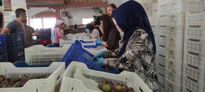 Dünyaca Ünlü Kraliçe İ̇nciri’nde Aracı Oyunu