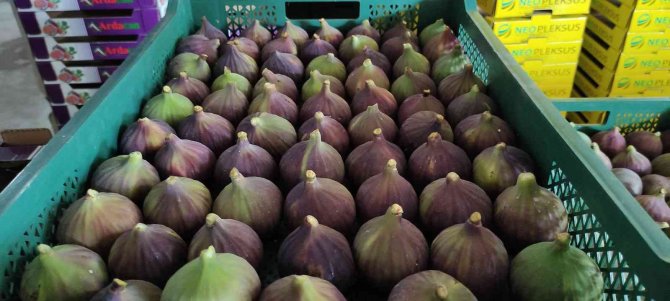 Dünyaca Ünlü Kraliçe İ̇nciri’nde Aracı Oyunu