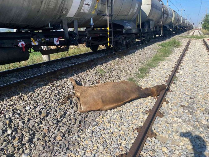 Yük Treni Büyükbaş Hayvan Sürüsüne Çarptı