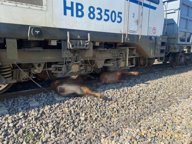 Yük Treni Büyükbaş Hayvan Sürüsüne Çarptı