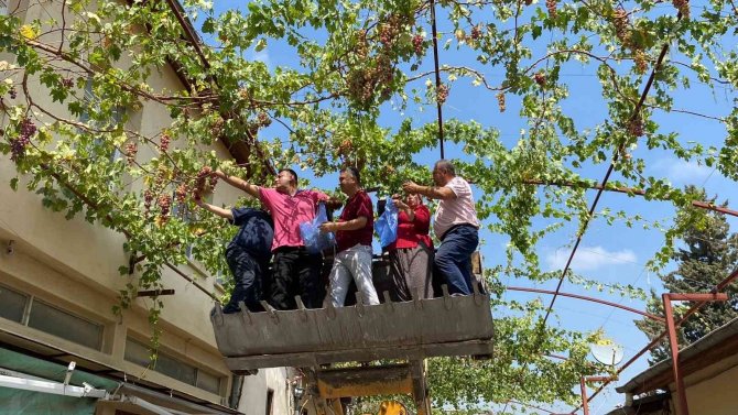 Başkan Kepçe Üstünde Üzüm Hasadı Yaptı