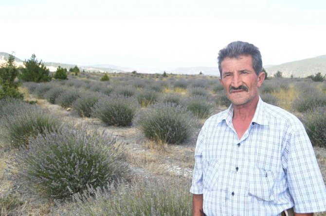 Eski Linyit Sahaları Lavanta Kokacak