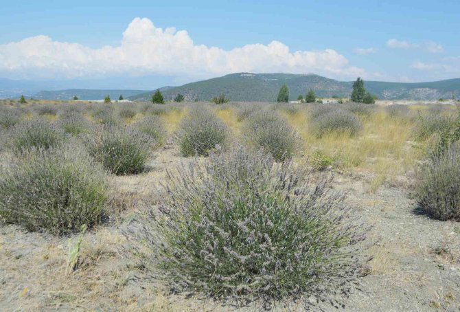 Eski Linyit Sahaları Lavanta Kokacak