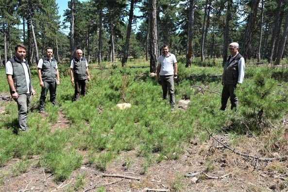 Kütahya’da Orman Bakım Çalışmaları