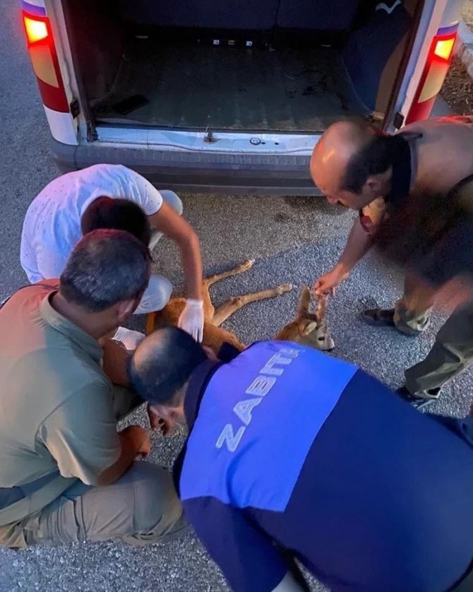 Yaralı Halde Bulunan Karaca Tedavi Altına Alındı