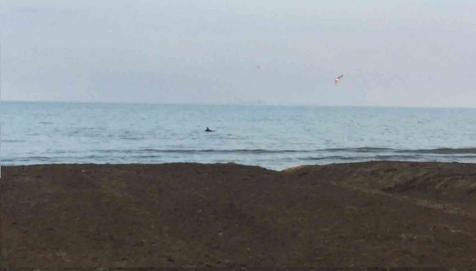 Ordu’da Yunuslar Görüntülendi