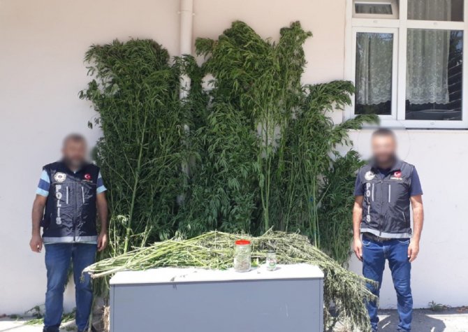 Serada Kenevir Yetiştiren Şahıslara Operasyon