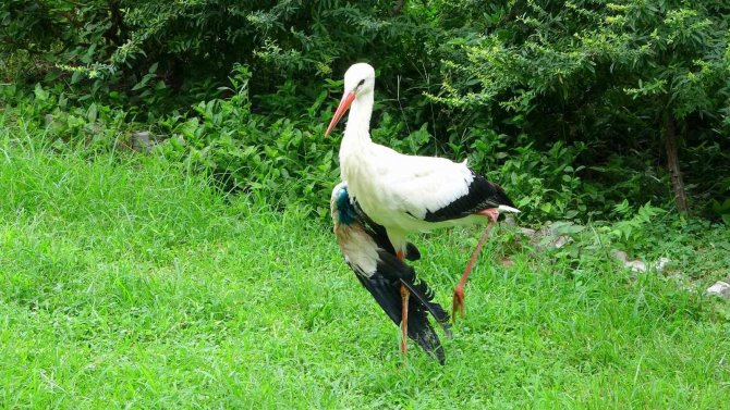 Osmaniye’de Yaralı Bulunan Leylekler Tedavi Altına Alındı