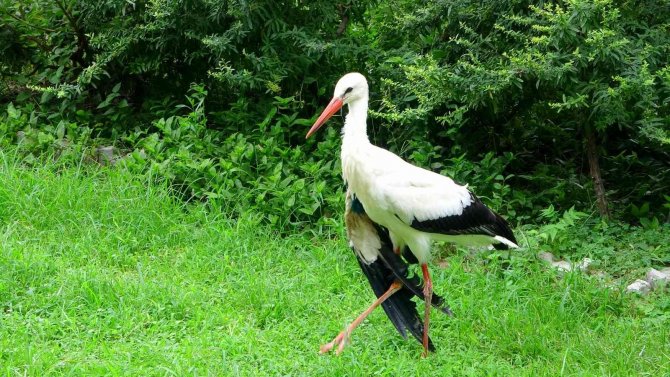 Osmaniye’de Yaralı Bulunan Leylekler Tedavi Altına Alındı