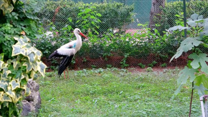 Osmaniye’de Yaralı Bulunan Leylekler Tedavi Altına Alındı