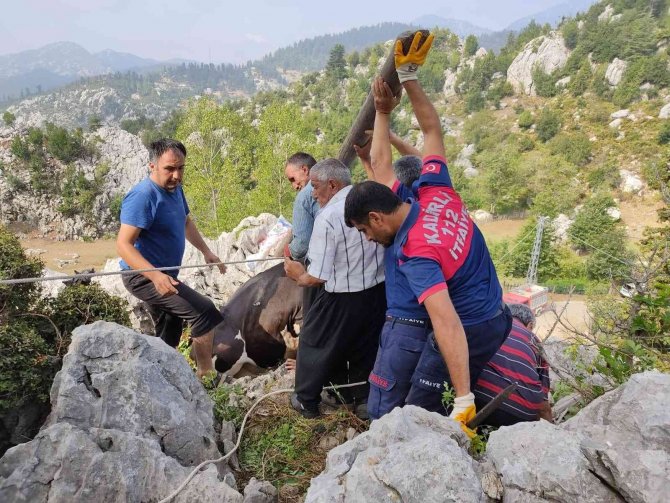 Otlanırken Kayaların Arasına Düşen İneği İtfaiye Kurtardı