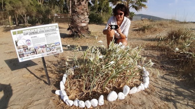Ekodosd, Kum Zambaklarının Korunması İçin Çalışma Başlattı