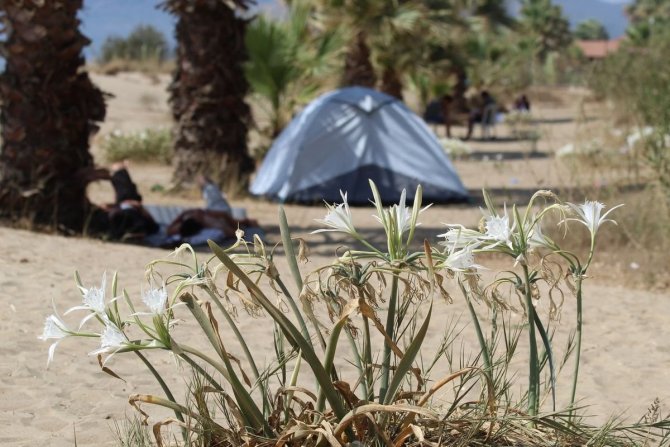 Ekodosd, Kum Zambaklarının Korunması İçin Çalışma Başlattı