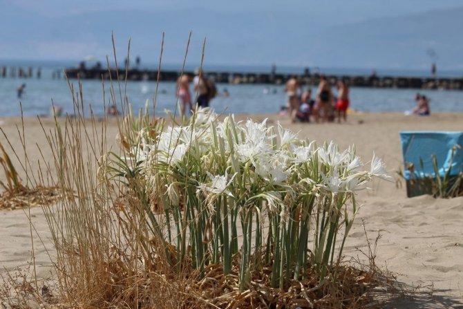 Ekodosd, Kum Zambaklarının Korunması İçin Çalışma Başlattı