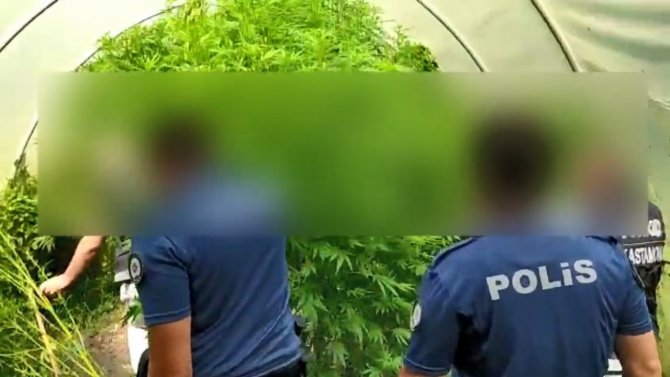 Serada Kenevir Yetiştiren Şahıslara Operasyon