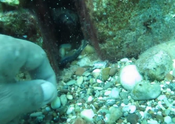 Bıçak Gibi Keskin Dişli Müren Balığını Elleriyle Besledi