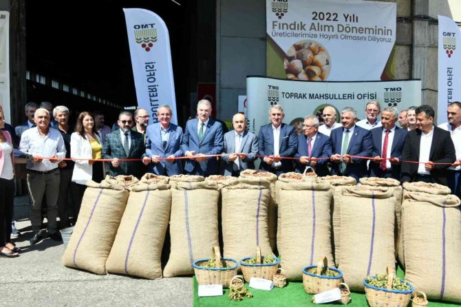 Sezonun İlk Fındığı Tmo Tarafından 56 Tl 10 Kuruştan Alındı