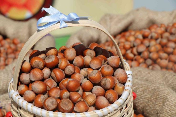 Sezonun İlk Fındığı Tmo Tarafından 56 Tl 10 Kuruştan Alındı