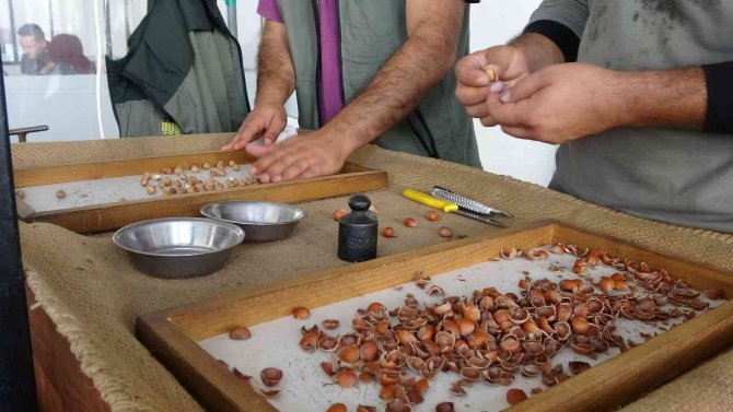 Tmo Ordu’da Fındık Alımına Başladı: 54 Randıman Fındık 55 Liradan Alındı