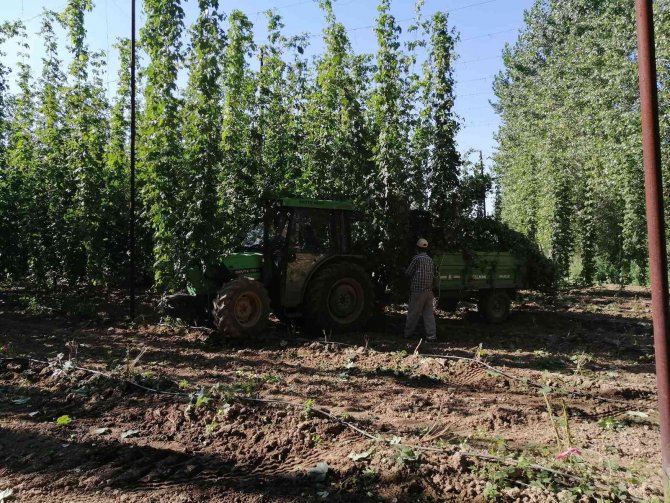 Türkiye’de Sadece Bilecik’te Yetişiyor