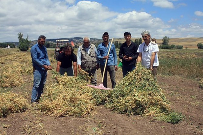 İ̇lk Kez Ekimi Yapılan Kuru Bezelyenin Hasadı Yapıldı