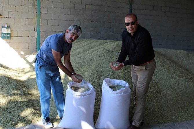 İ̇lk Kez Ekimi Yapılan Kuru Bezelyenin Hasadı Yapıldı